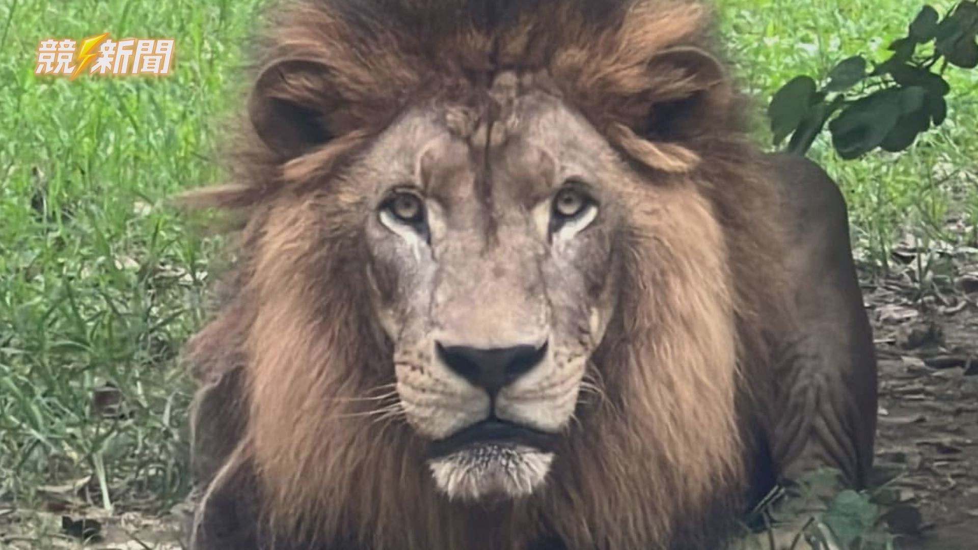 【觀光】變裝免費逛動物園！壽山「壽Q家族」今最終催票 5/2遊行登場