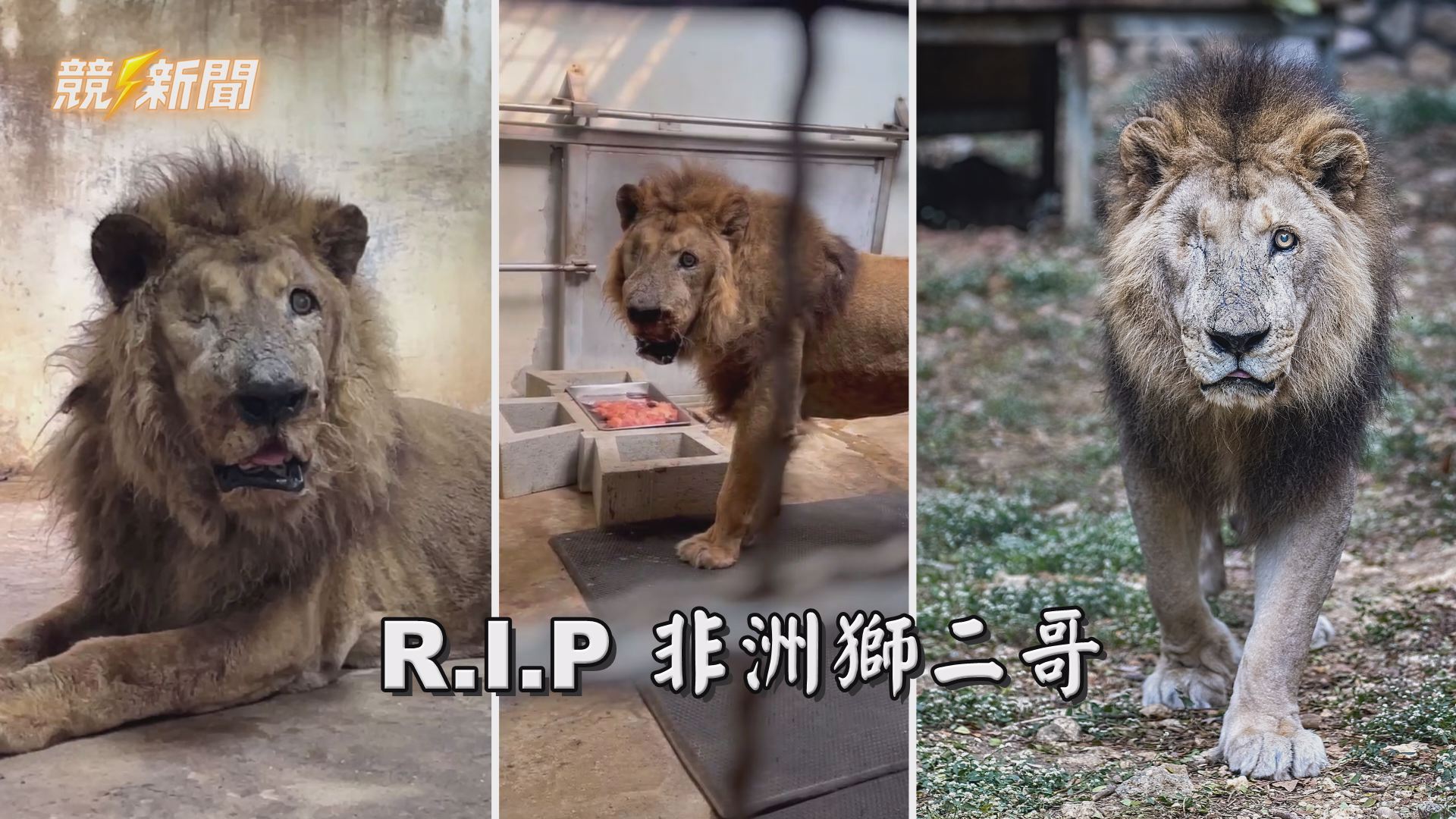 【地方】陪伴高雄23年走入歷史 壽山動物園非洲獅「二哥」安詳辭世