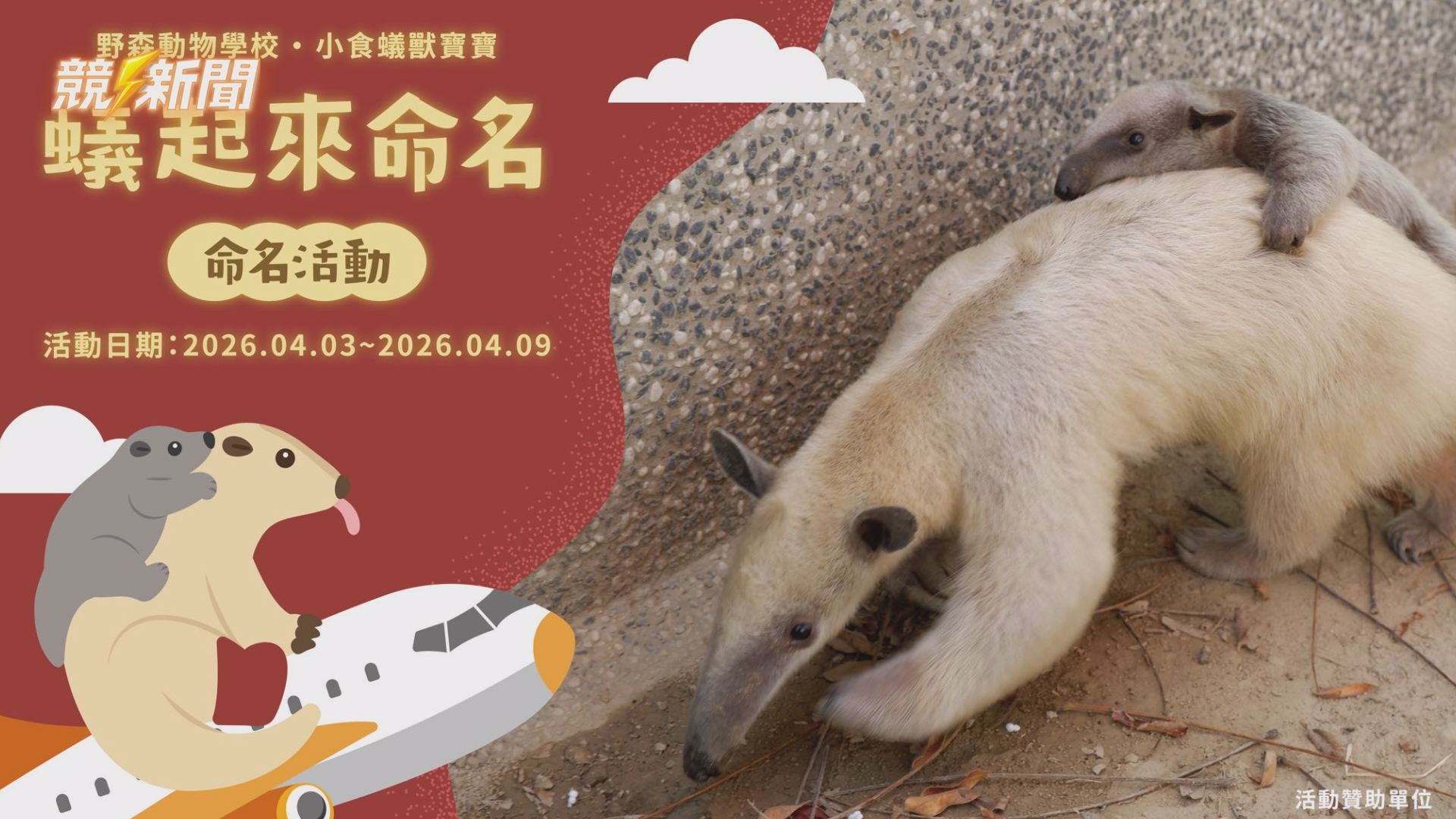 【地方】高雄內門動物園掀命名熱！小食蟻獸寶寶「周子蟻」爆紅 粉絲灌票衝第一