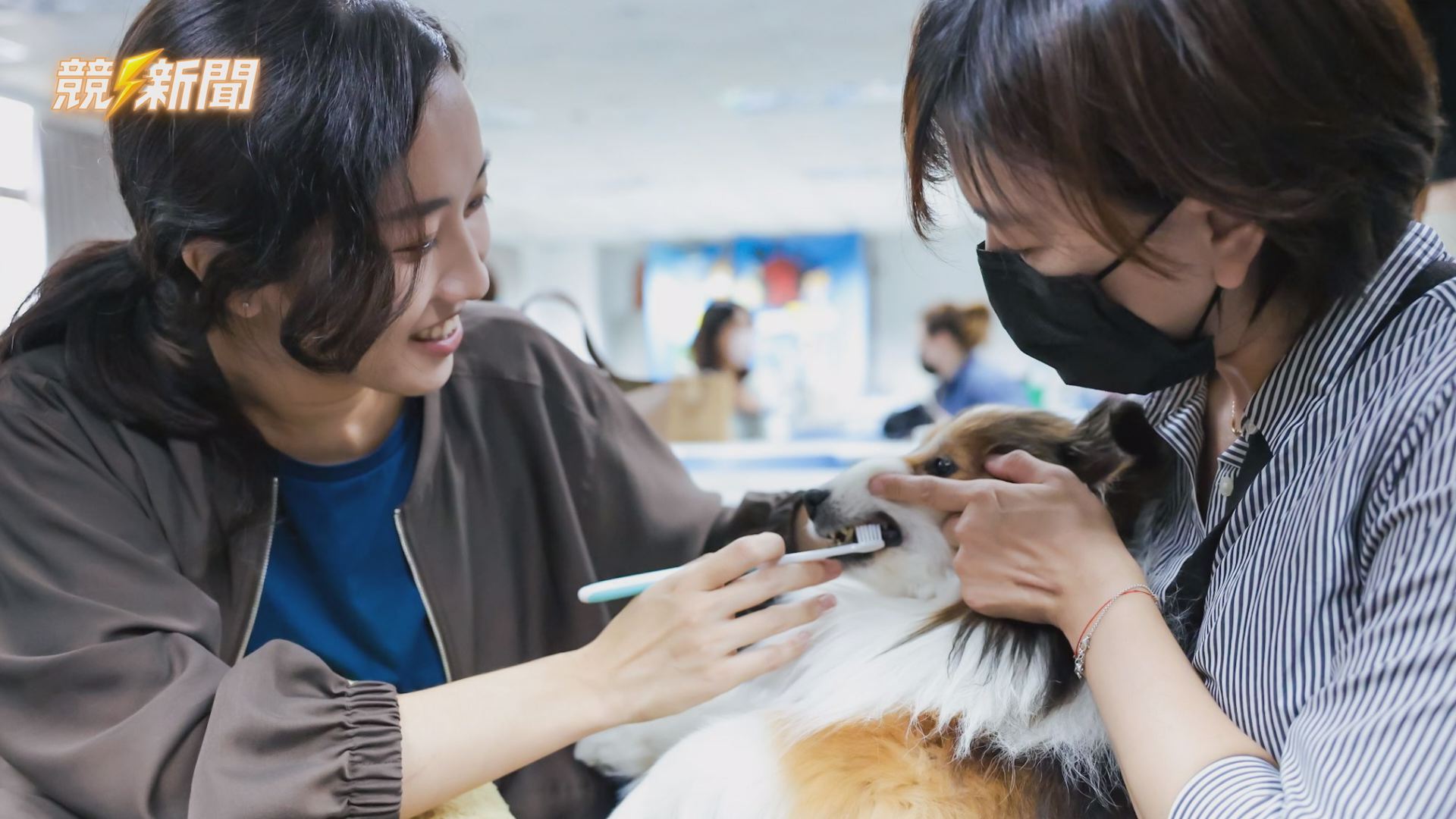 【生活】30隻毛孩現身刷牙課！飼主搶學正確潔牙觀念
