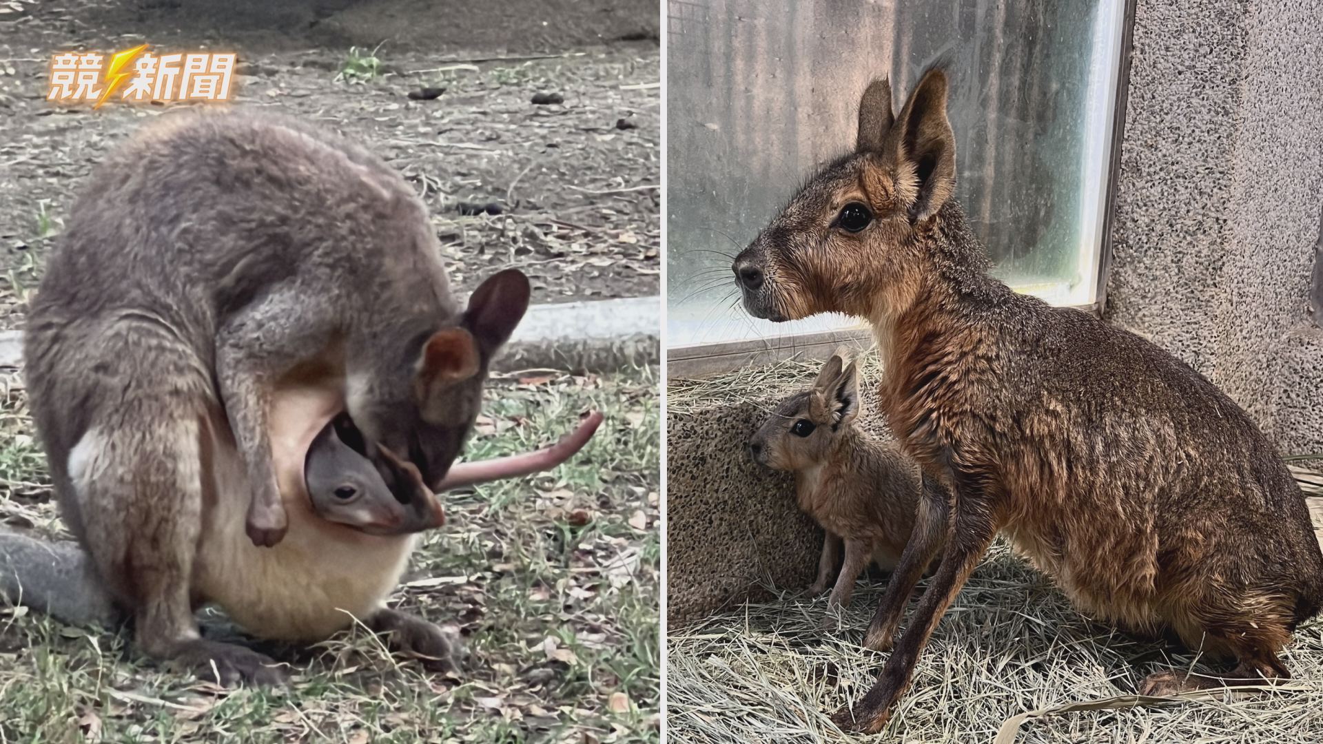 【觀旅】母親節親子出遊熱潮開打 壽山動物園女性與孩童限時免費入園