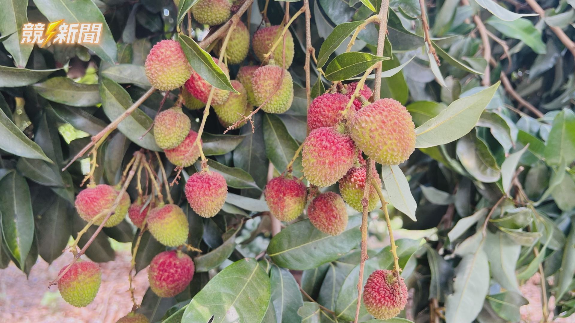 【綜合】高雄玉荷包進入盛產期 外銷訂單湧現搶攻國際高端水果市場