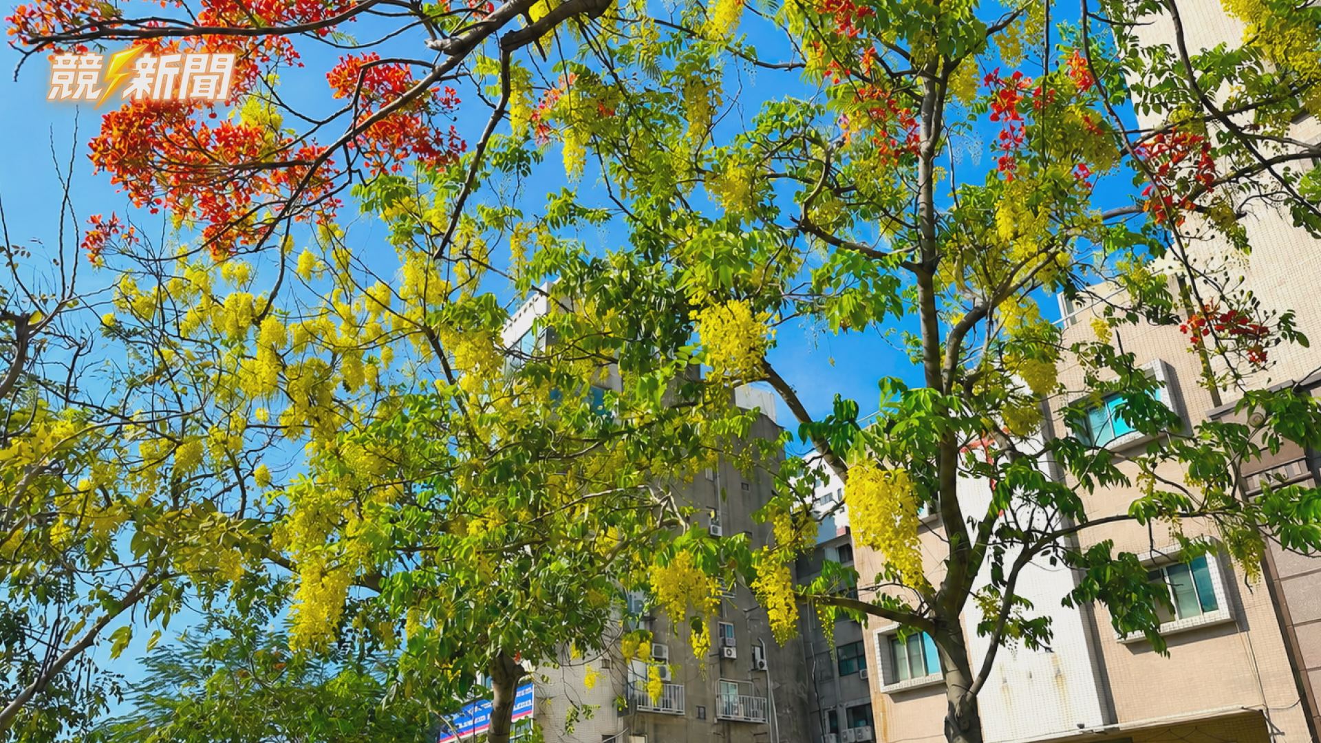 【生活】高雄阿勃勒花季登場！市區南京路、中山三路現黃金雨美景，最佳觀賞期已開始