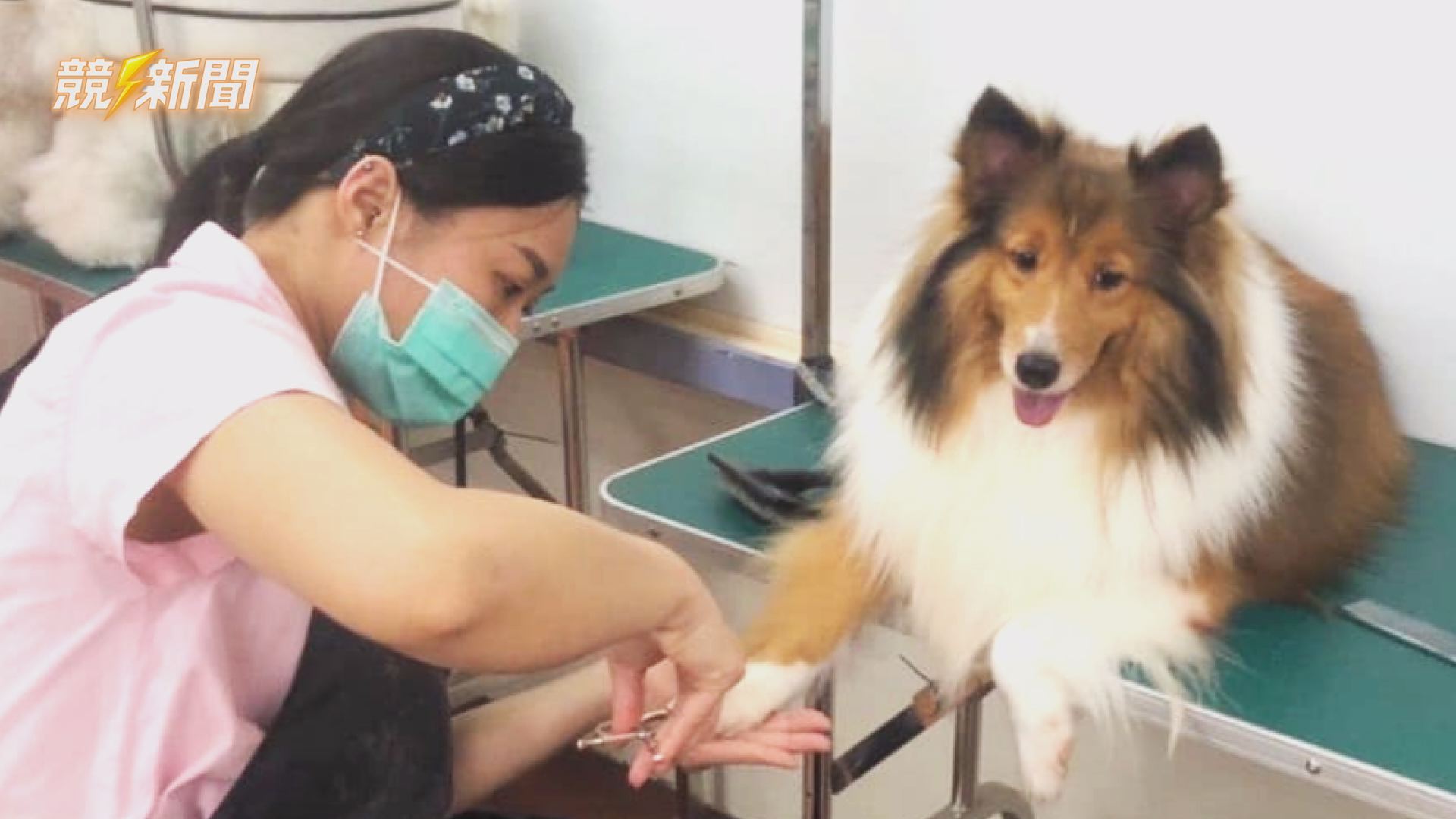 【生活】高雄推犬貓美容定型化契約 保障毛孩美容消費權益