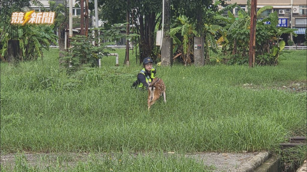 高雄前鎮女警溫柔撫摸草叢中的走失梅花鹿