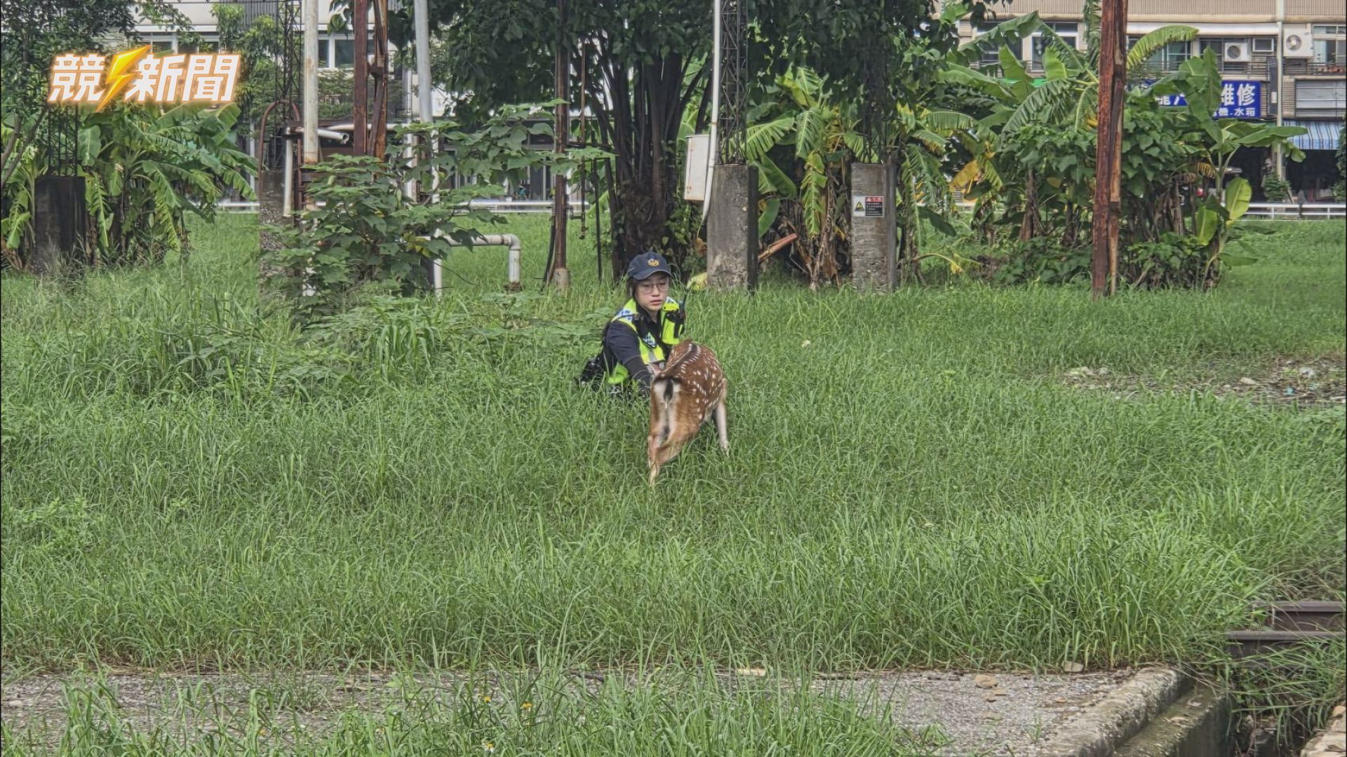 【社會】高雄市前鎮出現梅花鹿閒逛 轄警與飼主合力誘捕成功