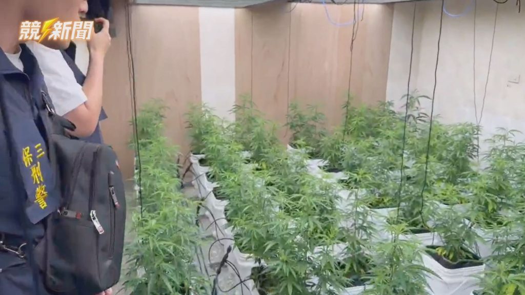 嘉義透天厝室內大麻溫室自動化栽種現場