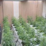 【社會】嘉義大麻工廠藏身透天厝 保三聯手高雄刑大查獲67株大麻