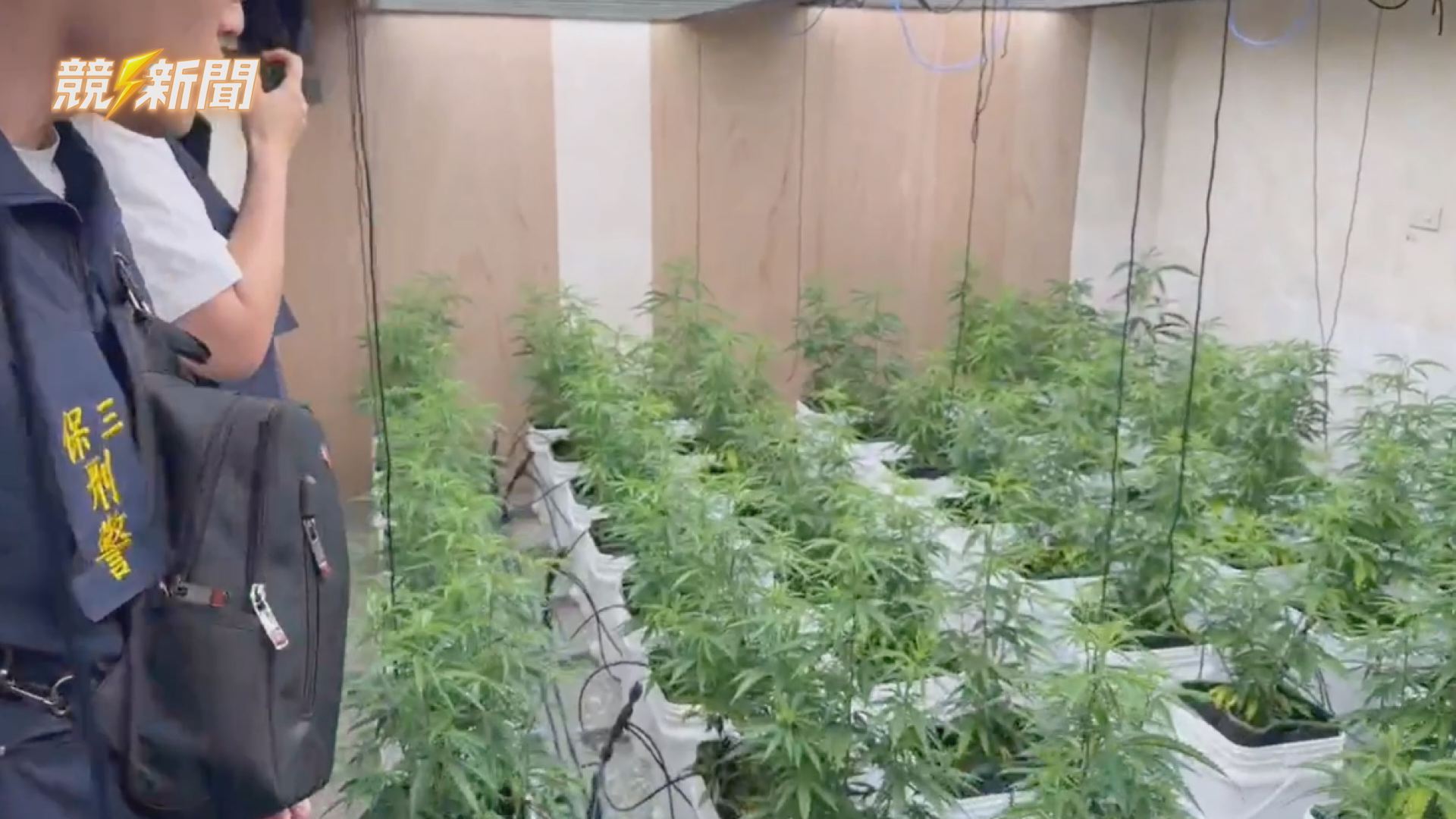 【社會】嘉義大麻工廠藏身透天厝 保三聯手高雄刑大查獲67株大麻