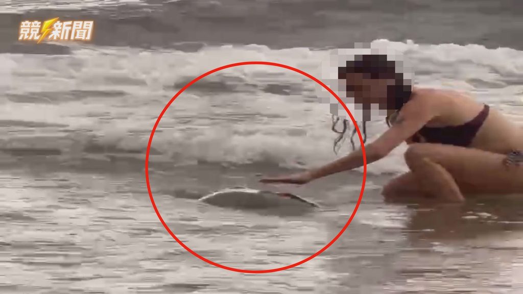 小琉球美人洞岸際遊客觸摸海龜