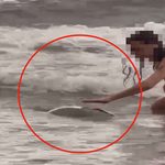 【社會】小琉球再傳遊客觸摸海龜 德籍女騷擾海龜遭恆春海巡函送
