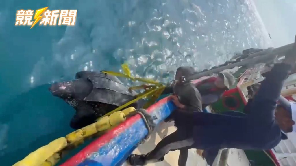 高雄蚵子寮外海人員合力將革龜平安野放