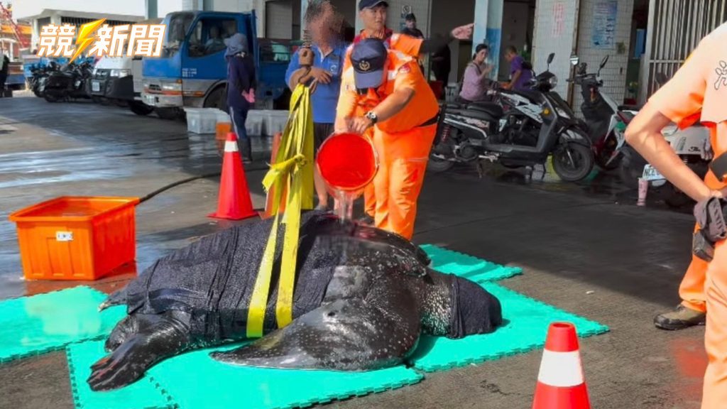 高雄蚵子寮海巡人員淋海水分為革龜保濕
